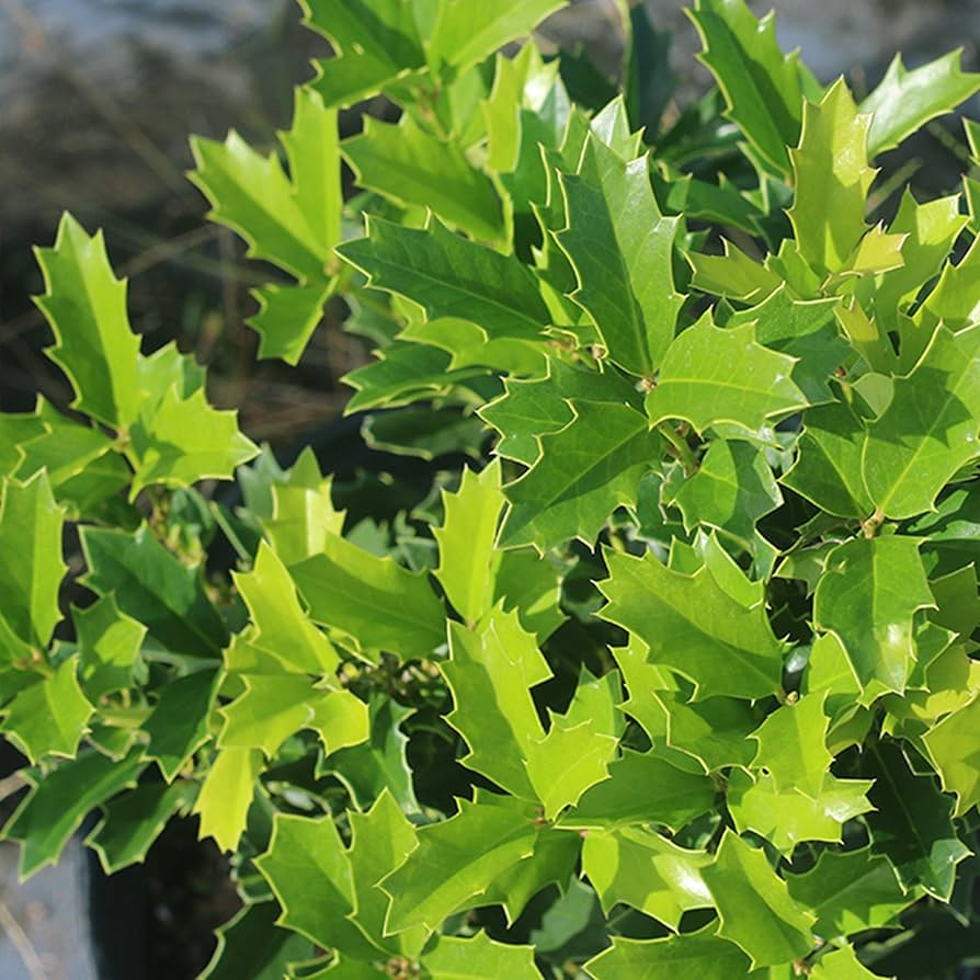 1 Oak Leaf Holly Unrooted Cutting | Ilex Latifolia | Evergreen Shrub for Gardening | Hardy Holly Cutting for Planting