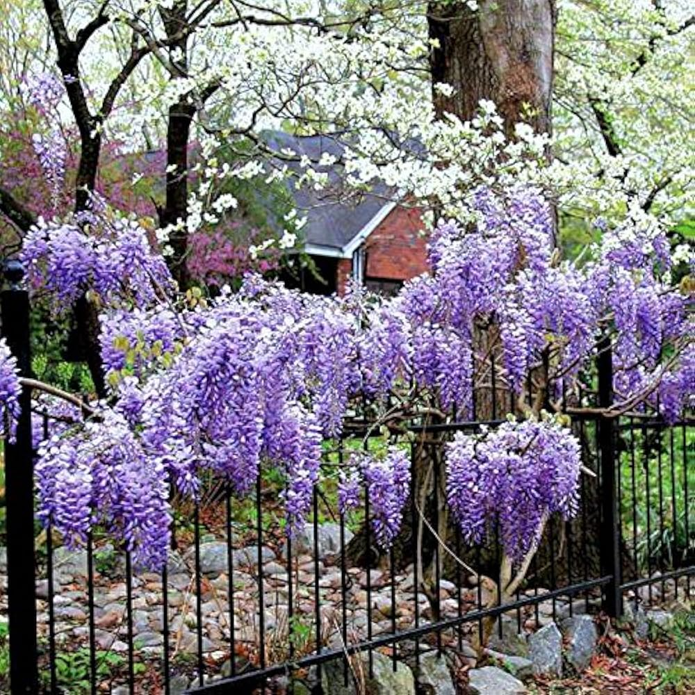 4 Wisteria Vines Blue Moon Fresh Unrooted Cuttings (Wisteria macrostachya) DIY Flowering Vine - Propagate Beautiful Blooms