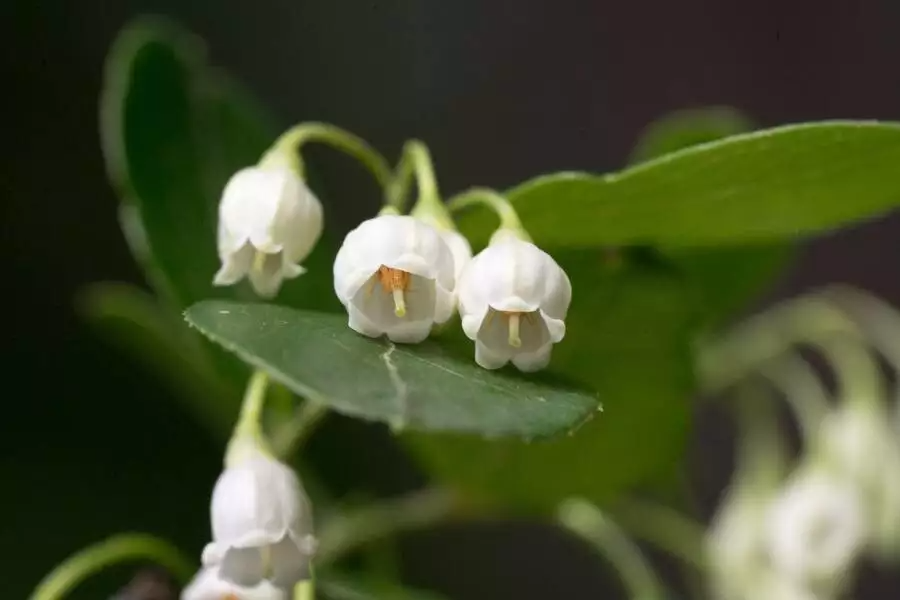 Farkleberry Cuttings (10+) - Vaccinium arboreum - Rare Native Shrub - White Flowers