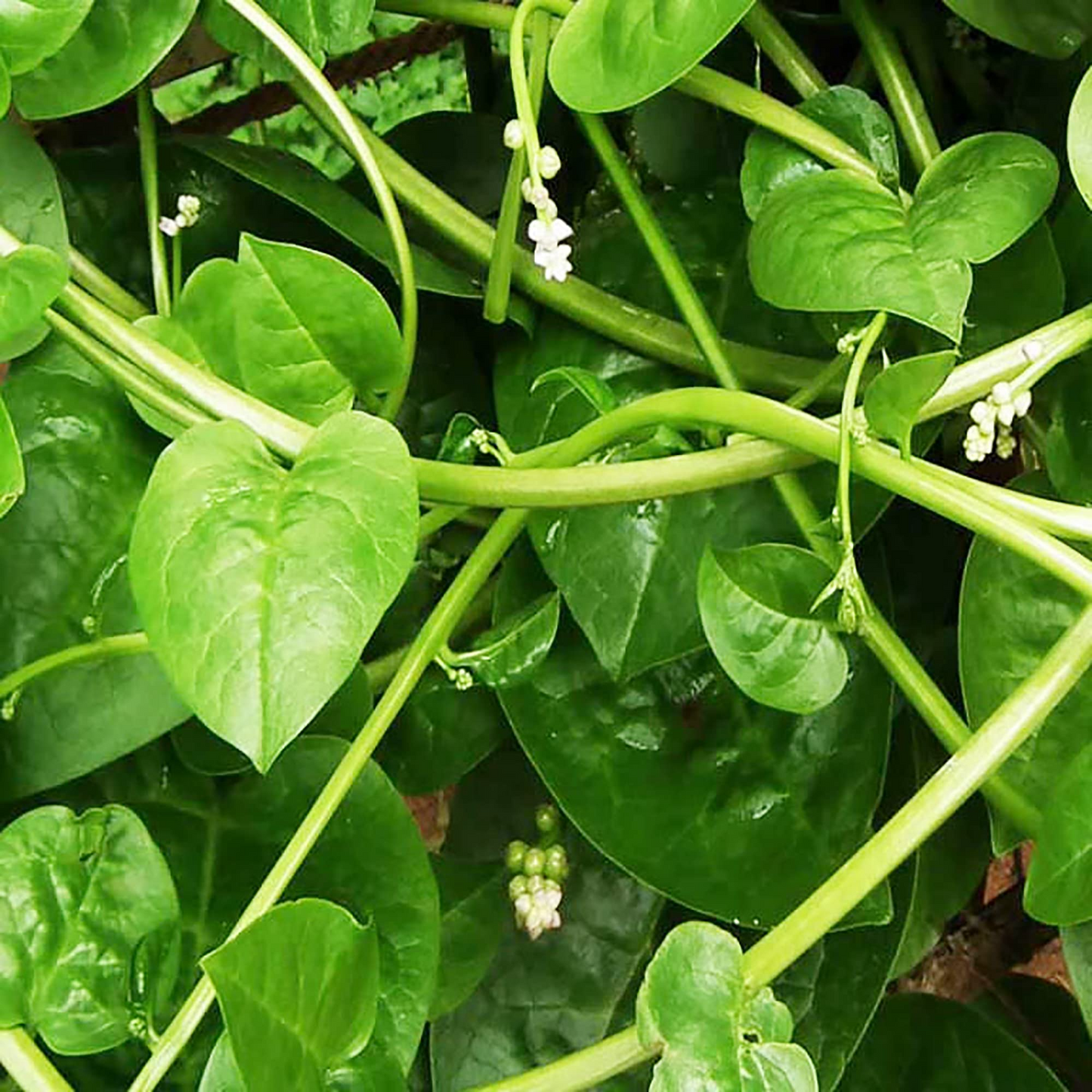 500 mg Seeds Malabar Spinach Green Vines – Basella alba | Heirloom Vegetable for Planting, Lush Growth & Nutritious Harvests