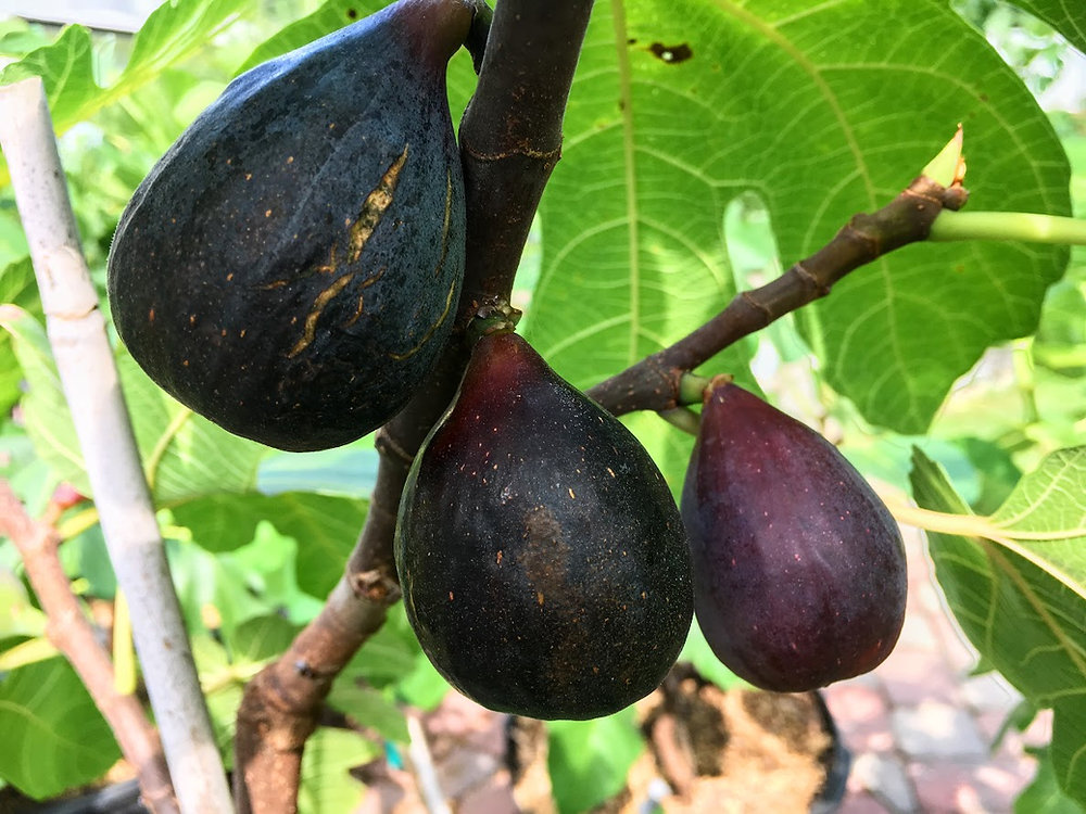 Violetta Fig Tree Cuttings, Cold Hardy, Large Sweet Fruit, USDA Zones 7-10, Propagation Ready, Vigorous Grower
