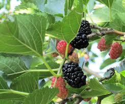 Texas Mulberry Tree Cuttings, Morus spp., 12 Unrooted Hardwood Stems, 7-10", Drought Tolerant, USDA Zones 6-9