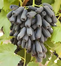 Grape Vitis 'Moon Drops' Cuttings, 3 Unrooted Vine Cuttings, Table Grape