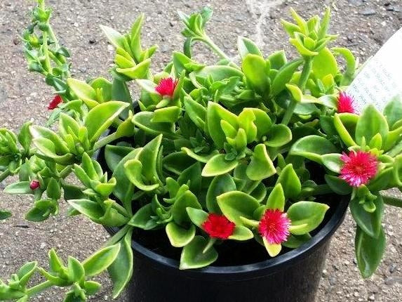 Aptenia Cordifolia Cuttings | 20 Red Apple Ice Plant | Baby Sun Rose | Succulent Groundcover | Drought Tolerant