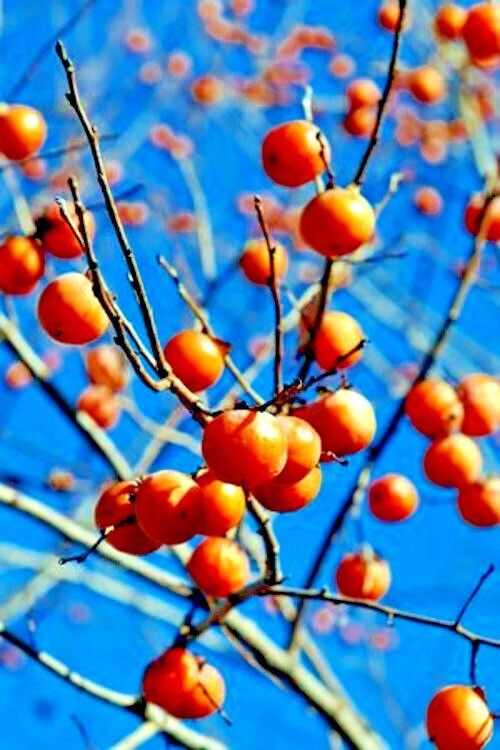 20 Persimmon Tree Seeds - Diospyros virginiana | Native Fruit Tree | Cold-Hardy | Edible Sugar Plum for Orchards & Wildlife