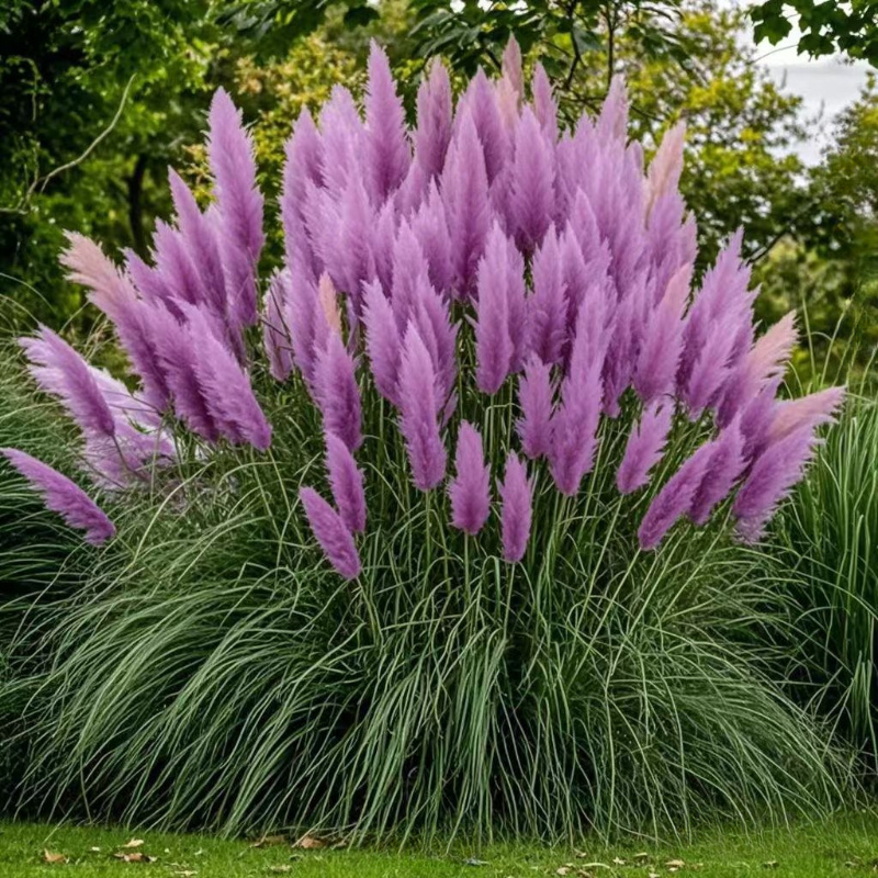 Purple Pampas Grass Plugs (Cortaderia selloana), 3 Plants, 3-5" Tall, USDA Zones 3-10, Full Sun