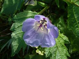 Nicandra physalodes Seeds - 100 Count - Apple of Peru - Annual Flower - Alaska Grown