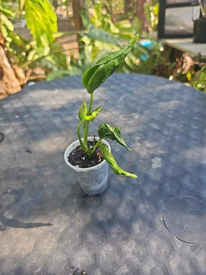 Shangri-La Pothos Cuttings - 2 Rooted Nodes, Rare Houseplant, Easy-Care Indoor Vine, Low Light Tolerant, Fast Growing Epipremnum