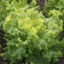 500 Seeds Mustard Southern Giant Curled for Planting (Brassica juncea) - Hearty, Curled Mustard Greens for Home Gardens, Fast-Growing