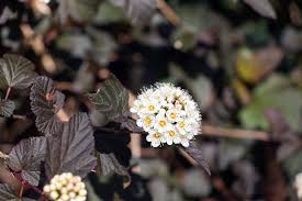 5 Ninebark Shrubs - Physocarpus opulifolius | 12–18” Live Plants | Ornamental Shrub with Colorful Foliage for Landscaping & Borders
