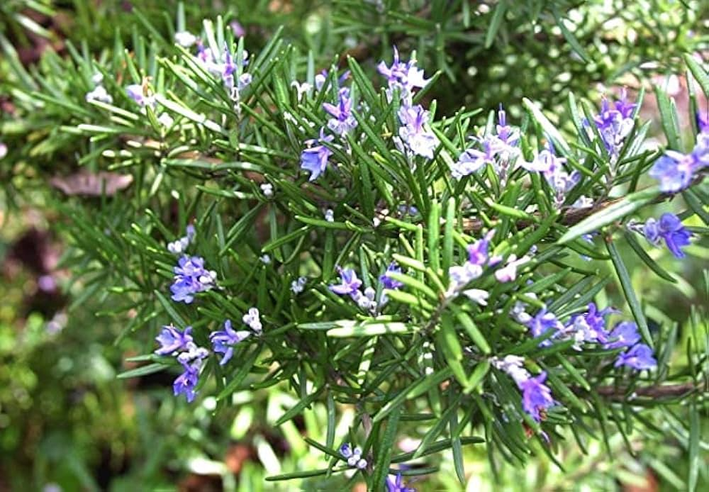 Rosemary Cuttings - 6 Live 4-6" Cuttings, Rosmarinus officinalis, Herb Propagation