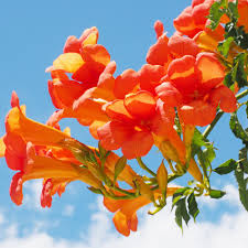 Red Trumpet Vine Cuttings, Campsis radicans, 12 Live Clippings, Perennial Vine, Hummingbird Plant, USDA Zones 4-9