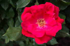 Knock Out Rose Cuttings - 3 Live 6" Unrooted Cuttings, Red Flowering Shrub