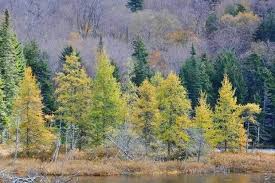 Larix Seeds - 20 Count - Mixed Varieties - Alaska Wild Harvested - Deciduous Conifer
