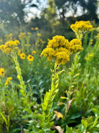 700 Oligoneuron Rigidum Stiff Goldenrod Seeds, Perennial Wildflower, Native, Yellow Blooms, Pollinator-Friendly, Garden, Landscape Plant