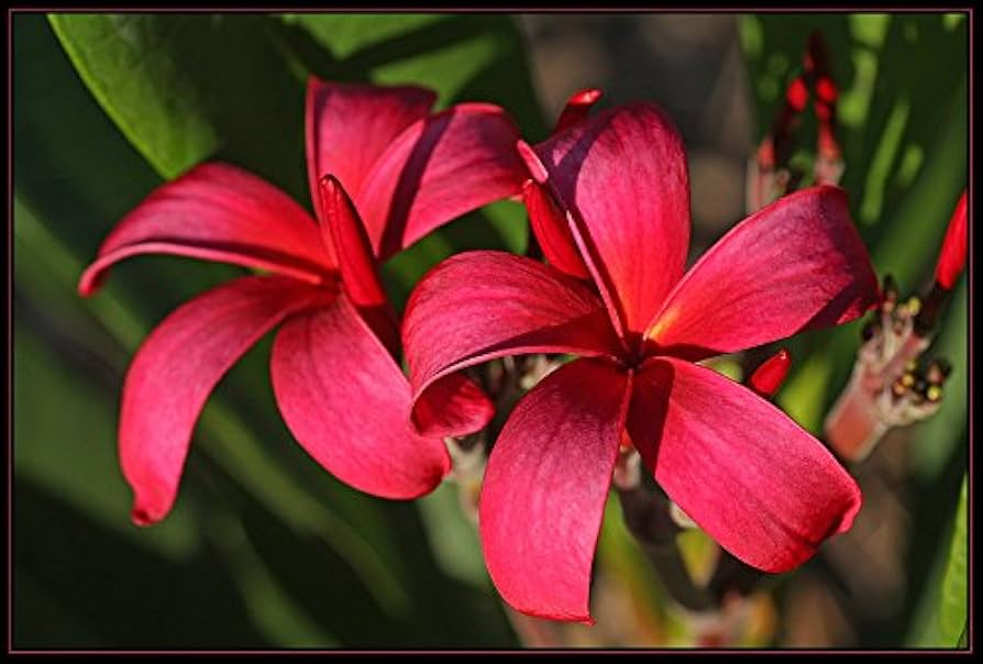 Plumeria Cutting, 10" Stem, Dark Red Flowers, Tropical Fragrant Plant, USDA Zones 10-12