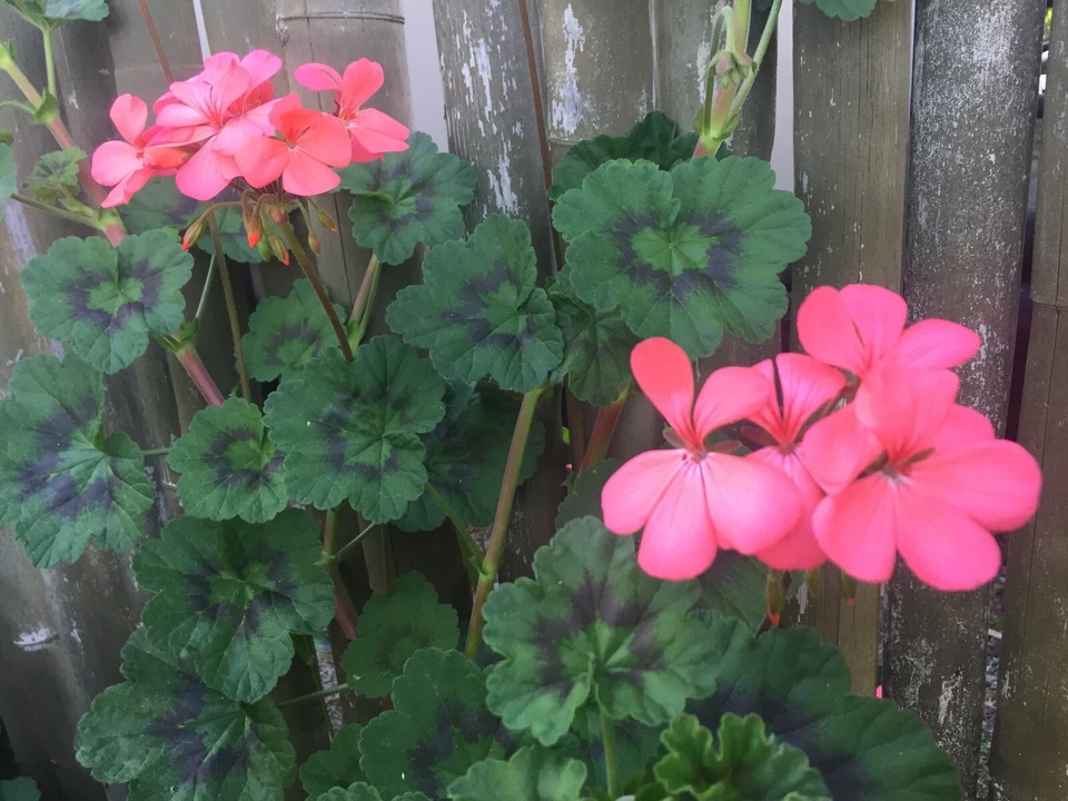 Pelargonium Zonal Geranium, 4 Orange-Pink Flower Cuttings, 6" Unrooted Stems, USDA Zones 9-11