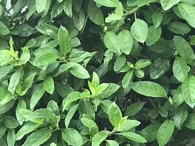 Gynura Procumbens Cuttings - 8 Live 6" Cuttings, Longevity Spinach, Perennial Edible Green
