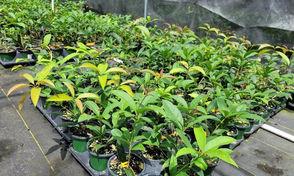 Osmanthus fragrans Apricot Echo Starter Plant Fragrant Tea Olive Rooted Shrub