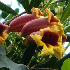 Bignonia Capreolata Yellow Crossvine Rooted Starter Plant Climber Attracts Pollinators