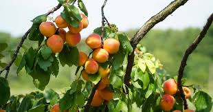 6 Manchurian Apricot Unrooted Cuttings (Prunus armeniaca) Organic Hardwood Scion Wood - Ideal for Grafting, Apricot Tree Propagation