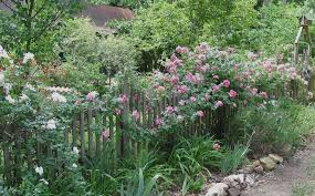 8 Unrooted Cuttings Southern Climbing Rose Heirloom Pink Blooms Fast Growing