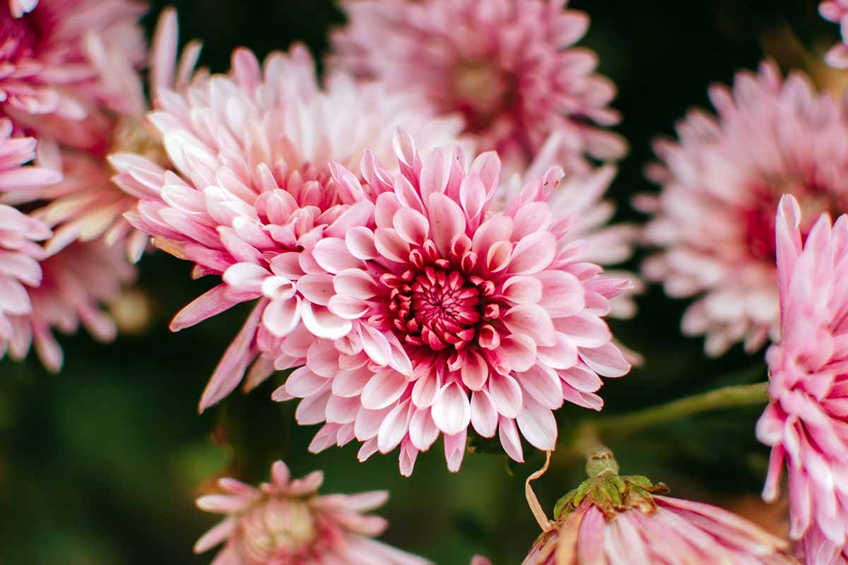 Pink Chrysanthemum Starter Plant Bare Root Early Bloom Variety USDA Zones 5-9