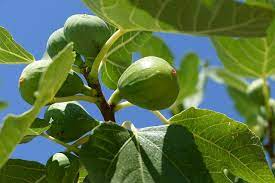 3 Fig Trees “Andijan” Rare Unrooted Cuttings - Ficus Carica, Sweet & Delicious, Ideal for Rooting, Grafting, Hardy Fruit Tree, Organic