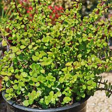 Portulacaria afra Cuttings, 15 Stem Pieces, Elephant Bush Succulent, Drought Tolerant, USDA Zones 9-11