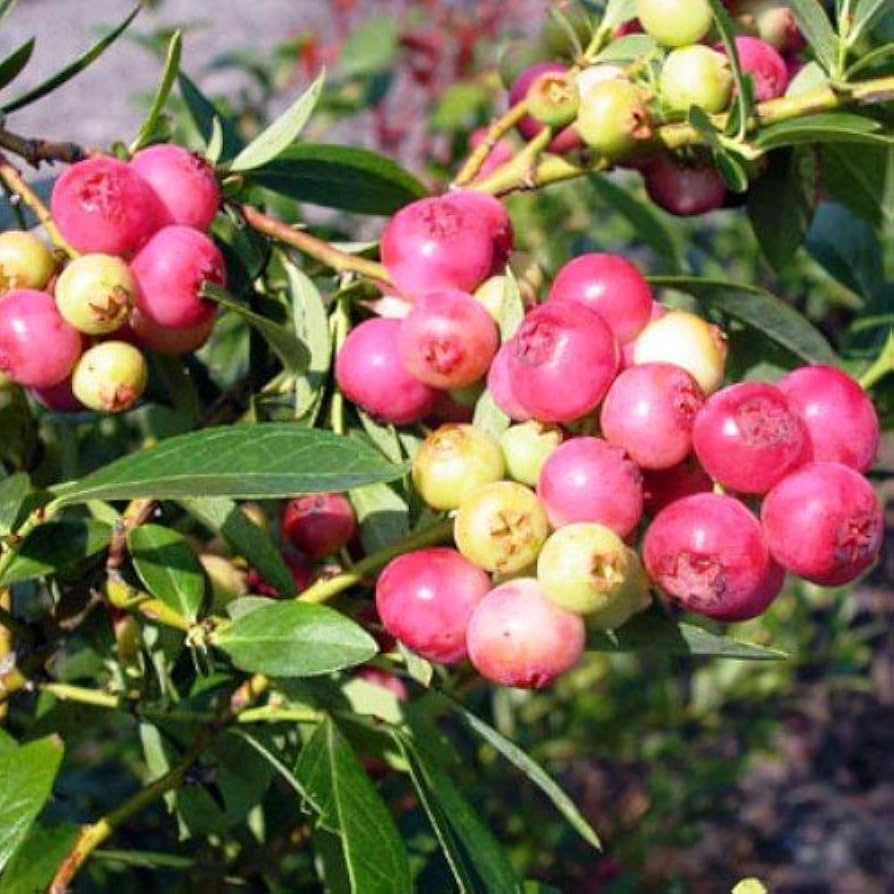 5 Pink Lemonade Blueberry Plants - Vaccinium Rabbiteye | Live Starter Plants | Unique Pink Fruit Shrubs for Garden or Container Growing