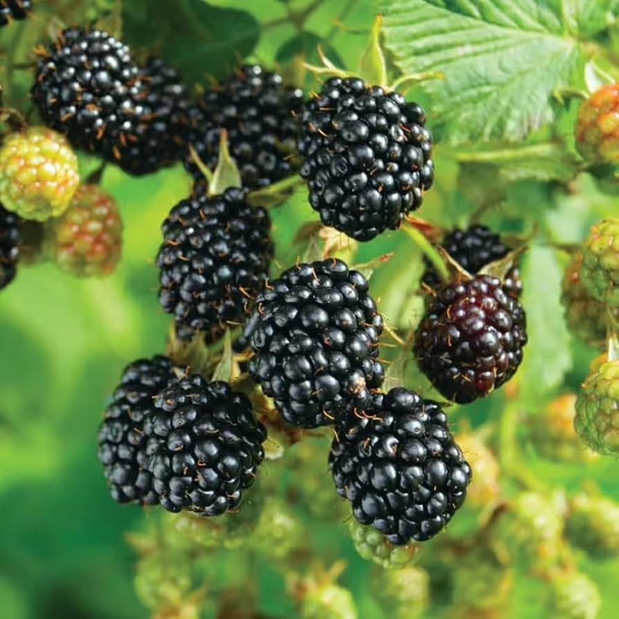 5 Ebony King Blackberry Scion Unrooted Cuttings (Rubus fruticosus), 8-10 Inches, Perfect for Rooting or Grafting, Hardy Fruit Plant