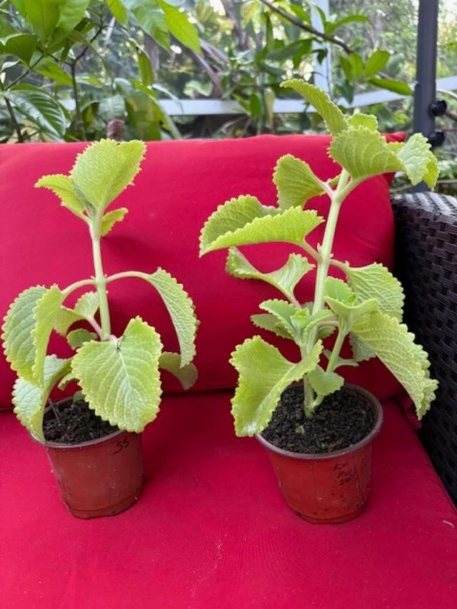 Plectranthus amboinicus Cuttings - Cuban Oregano - Spanish Thyme - 3 Extra Cuttings - Fragrant Herb