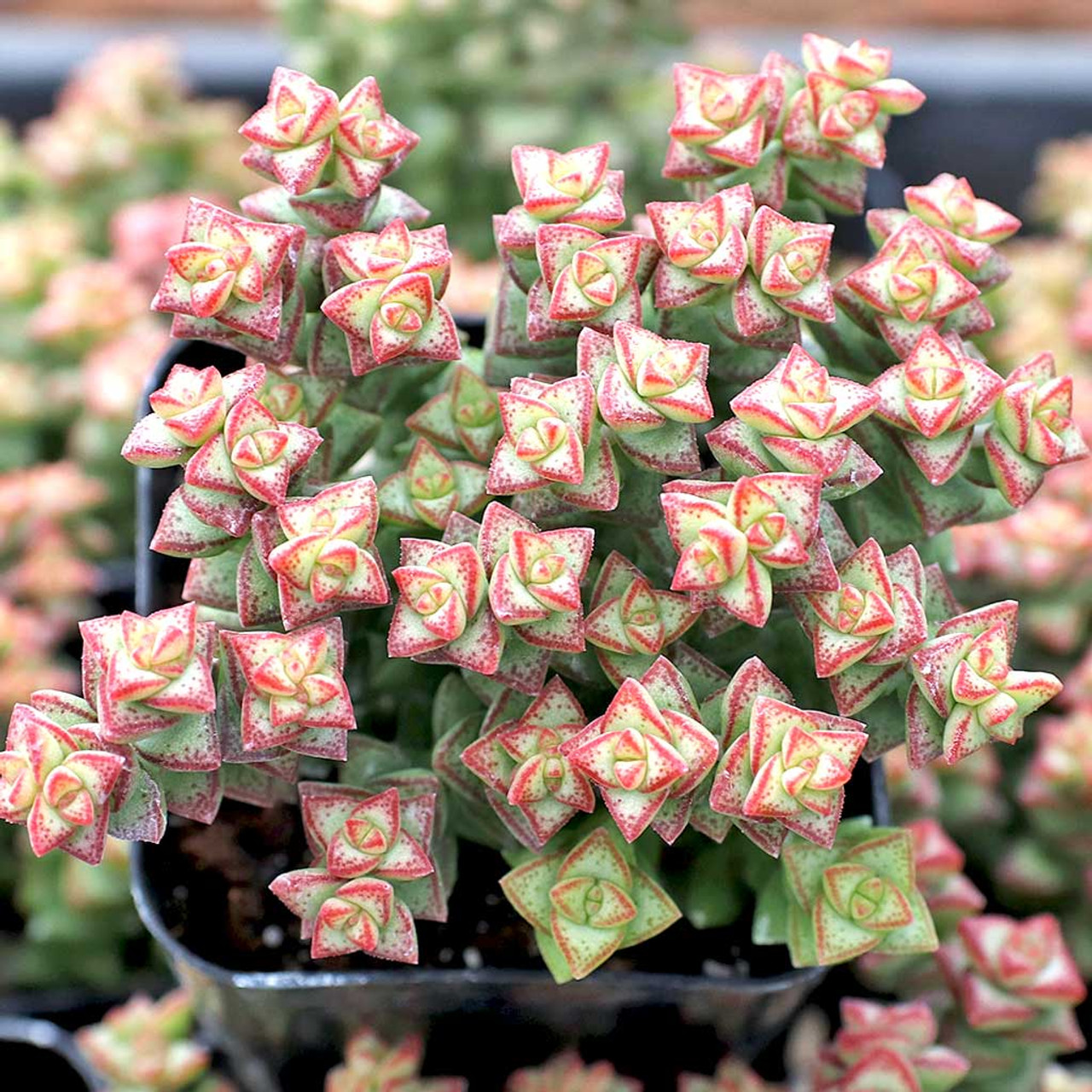 Crassula Tom Thumb Cuttings (2) - 3-4 Inch Succulent - White Spring Flowers