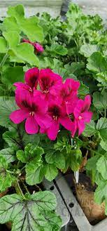 Geranium Pink/Purple 3 Fresh Organic Healthy Cuttings for Rooting | Pelargonium Plants