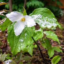 5 White Trillium Plants - Bare Root Trillium grandiflorum | Native Shade Wildflower | Perennial for Woodland Gardens