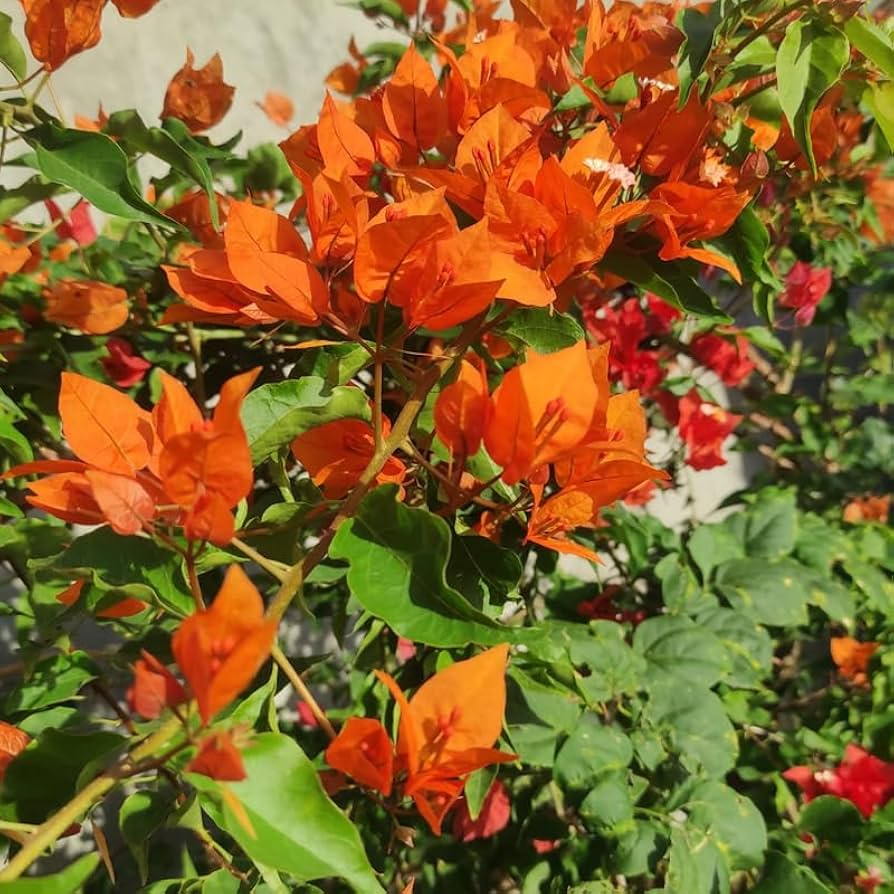 Bougainvillea Orange King Live Plant 1-2 Ft Tall in 3-Gal Pot Orange Blooms USDA Zones 9-11