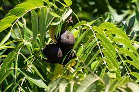 16 Black Walnut Tree Unrooted Cuttings - Juglans Nigra, Edible Nut, Wildlife-Friendly, Propagation Cuttings for Growing, Hardy Tree Scions