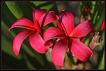 2 Plumeria Wildfire Red Cuttings - Rare Unrooted, 9-12 inches Tall, Fragrant Flowering Plant, Tropical, Frangipani, Live Plant Cuttings