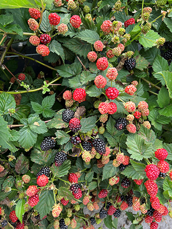 Florida Blackberry Cuttings, 7 Live Rooted Clippings, Thorny Bramble, Fruit Bearing, USDA Zones 8-10