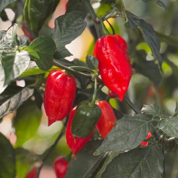 50 Ghost Pepper Seeds | Bhut Jolokia | Non-GMO Super Hot Chili Pepper for Spicy Gardens | Fiery Flavor for Cooking & Preserving