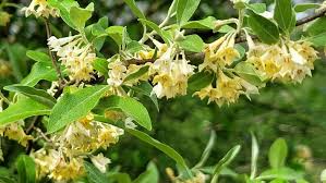Elaeagnus multiflora Cuttings - 4 Count - Goumi Shrub - Nitrogen Fixing Plant