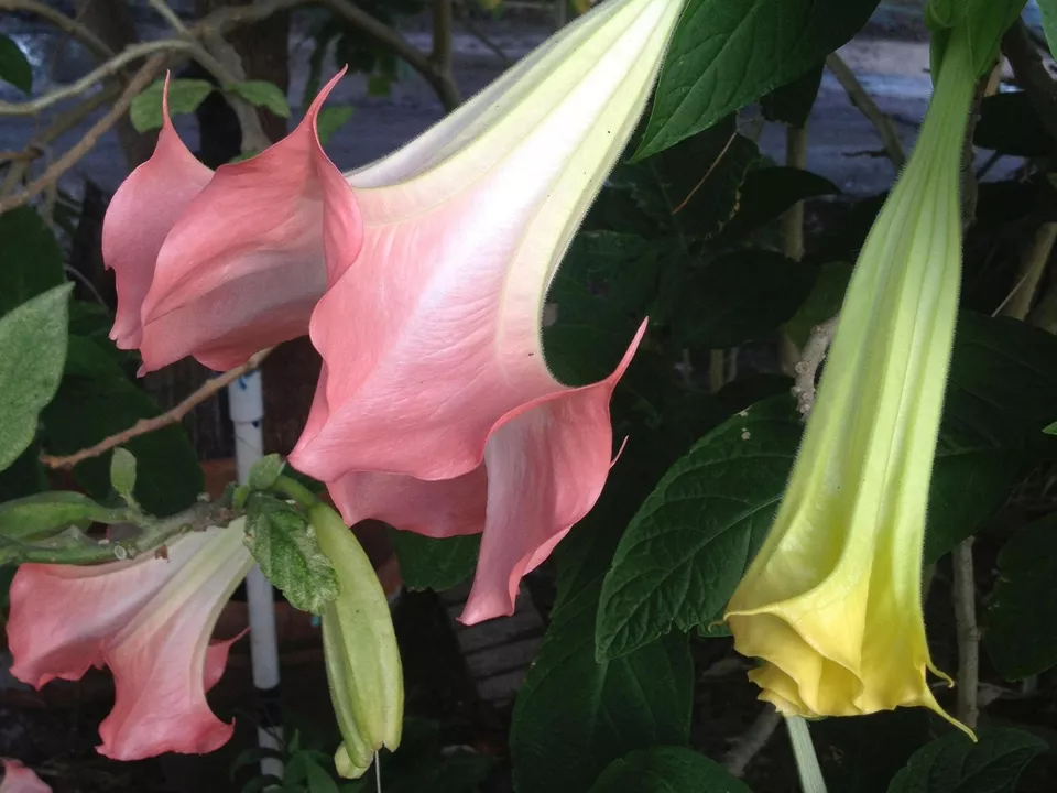 Brugmansia Versicolor Peach Pink 2 Unrooted Cuttings 6" Angel Trumpet Plant