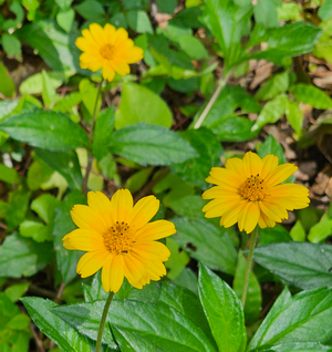 Wedelia Trilobata Cuttings, 12 Rooted Vine Starts, Yellow-Orange Flowers, Ground Cover Plant, USDA Zones 8-11