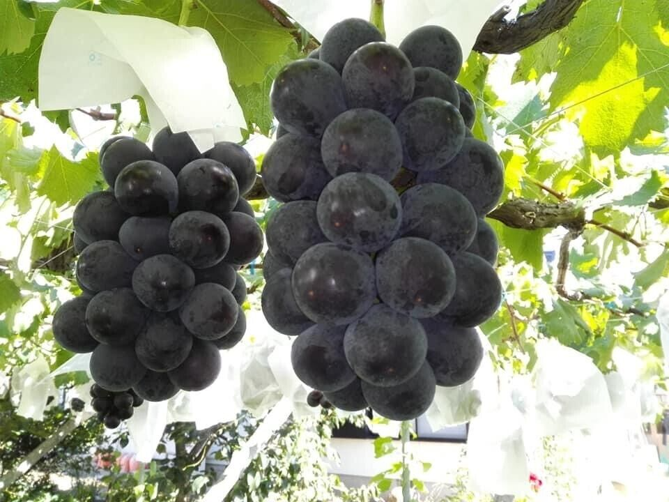 Fujiminori Grape Cuttings, Vitis vinifera 'Fujiminori', 5 Hardwood Stems, Japanese Table Grape, USDA Zones 6-9