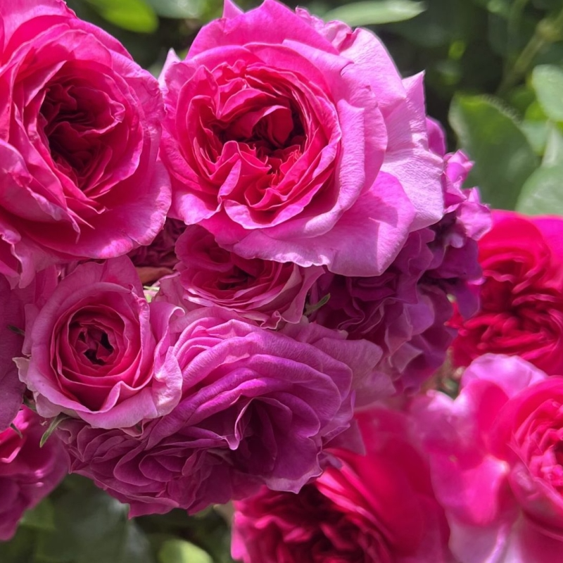 Pink Madame Norbert Levavasseur Cuttings - 4 Fresh Unrooted Stems - Container or Ground Planting