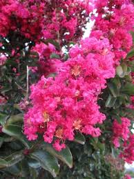Lagerstroemia 'Hot Pink' - 2 Rooted Cuttings, 6" Tall, Bare Root, Dormant