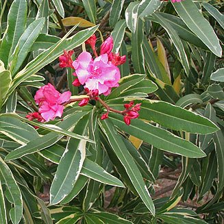 SUPER RARE Oleander 'Nerium' ā 5 Fresh Cuttings for Rooting or Grafting | Fragrant Flowering Shrub