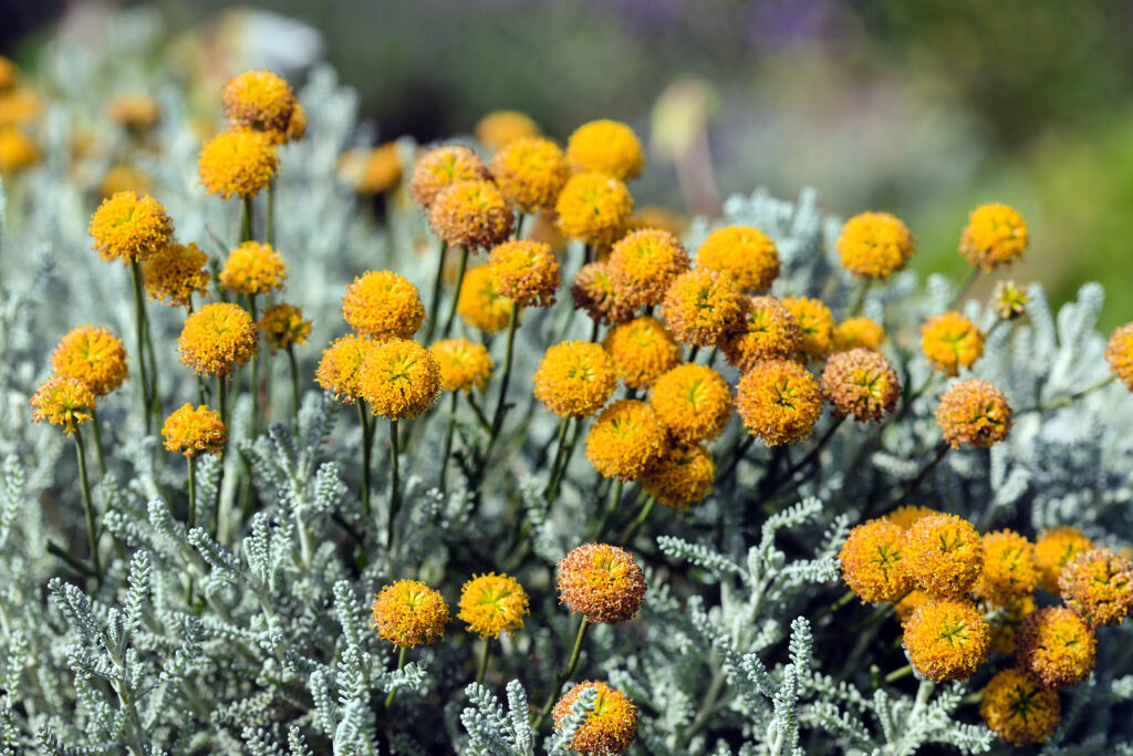 White Santolina Cuttings, Santolina chamaecyparissus, Fragrant Herb, Hedge Plant, USDA Zones 6-9, Drought Tolerant