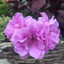 3 Lavender Pelargonium Peltatum Trailing Ivy Geranium Unrooted Cuttings 6" Live Plant, Geraniums for Hanging Baskets, Easy Propagation