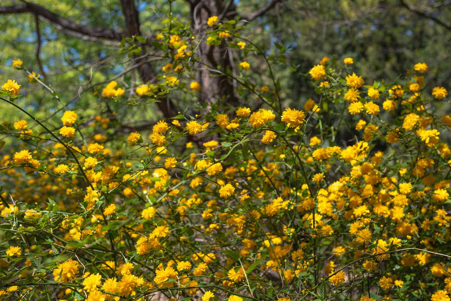 Kerria Japonica Cuttings - 10 Live Cuttings, Japanese Rose, Yellow Flowering Shrub
